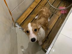 -瑞鹏瑞爱宠物医院·全科·猫科·血液透析中心(龙头寺店)