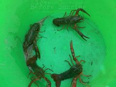 -同銮特种养殖场·龙虾垂钓