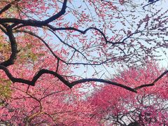 -杭州植物园