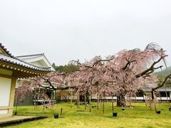-醍醐寺