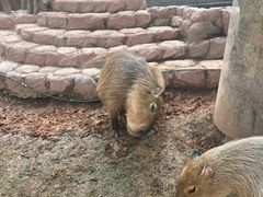 -灵玲国际马戏城