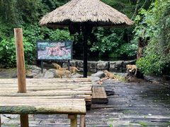-广州长隆野生动物世界