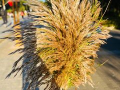 -野鸭湖国家湿地公园