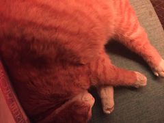 -Sirena海妖日咖夜酒