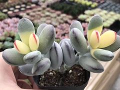 -三圣花乡旅游区