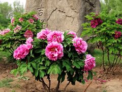 -莲花池公园