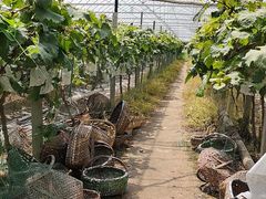 -马陆小张葡萄园农家乐