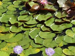 -国家植物园南园