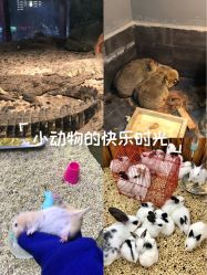 -未来动物城主题公园(正弘城店)