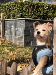 点击看大图 -飛凡TATTOO纹身•原创