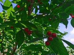 -樱桃山旅游景区