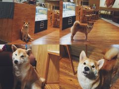 -柴务处·柴犬主题狗咖