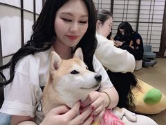-逗柴咖啡屋·狗咖猫咖宠物桌游