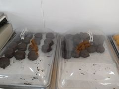 -幸福蛋糕坊(金顶街店)
