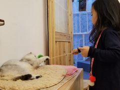 -豆老板的猫咖啡(碑林博物馆店)