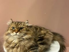 -猫儿山۰猫主题餐厅