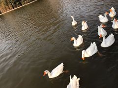 -洛阳市隋唐城遗址植物园