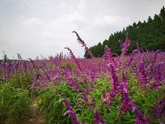 -嘉北郊野公园