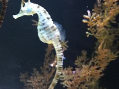 -暹罗海洋世界