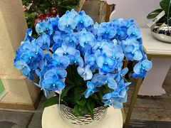 -荷兰花海