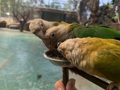 -西霞口神雕山野生动物世界