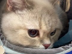 -瑞派康怡24h宠物医院·犬猫医疗中心·微创绝育(瑞景分院)