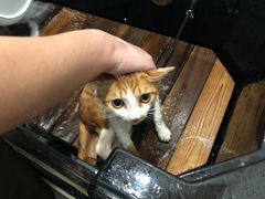 -袖虎·猫馆(体育西路店)