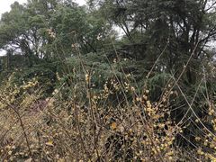 -南山植物园