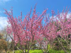 -青岛国学公园