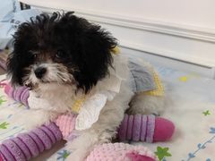 -天宠宠物医院24小时·急重症诊疗中心·全科·腔镜特色(和平分院)