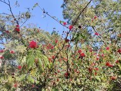 -瑞丽独树成林风景区