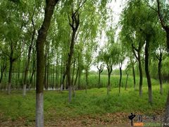 -昆山城市生态森林公园