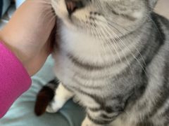 -瑞派·关忠动物医院·猫专科·犬专科(三环新城店)