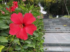 -深圳国际园林花卉博览园