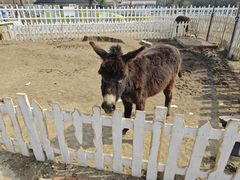 -前小桔亲子创意农场·草莓采摘·露营烧烤