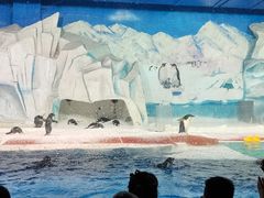 -海合安天津极地海洋公园