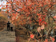 -北京西山国家森林公园