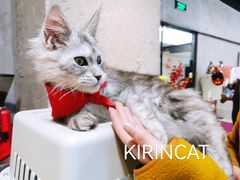 -十年猫舍·猫咪专门店(普陀店)