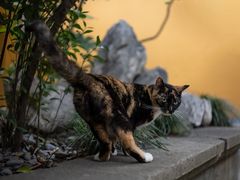 -龙华寺