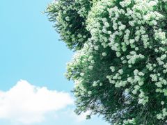 -昆明植物园