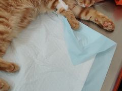 -瑞派天宁宠物医院·猫科·异宠中心