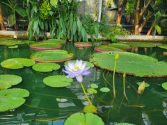 -国家植物园南园