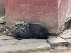 -青藏高原野生动物园