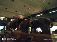 -美国自然历史博物馆
