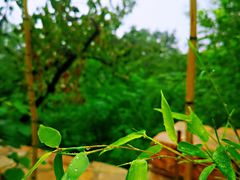 -阳台山自然风景区