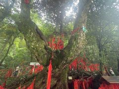 -炎陵县神农谷国家森林公园