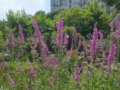 -COSTA COFFEE(上海月星环球港店)