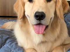 -翊宠yipet猫狗购宠庄园犬舍•猫舍