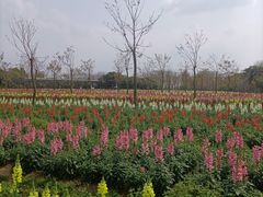 -天适樱花悠乐园