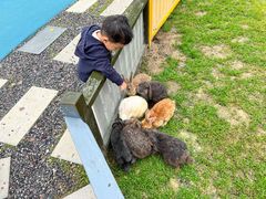 -合肥滨湖国家森林公园